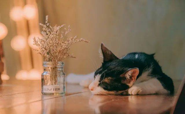 cat是猫，fish是鱼，那catfish是什么意思？
