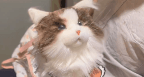 陪伴宠物米塔﻿猫﻿metaCat超萌上线，硬科技也可以柔软治愈