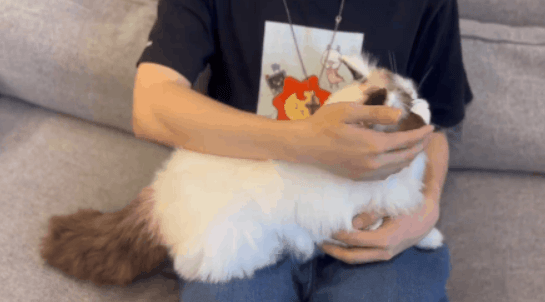 陪伴宠物米塔﻿猫﻿metaCat超萌上线，硬科技也可以柔软治愈