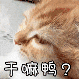 "I love cat"不是"我喜欢猫"！歪果仁会吓坏的！(音频版）