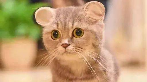 "I love cat"不是"我喜欢猫"！歪果仁会吓坏的！(音频版）