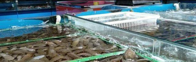 实拍海鲜市场，冷冷清清，但是螃蟹大虾价格仍“傲娇”