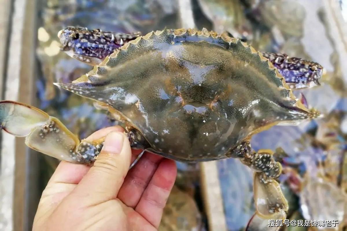 一样是螃蟹，“30和80”元一斤的，有啥区别？知道以后别再乱买了