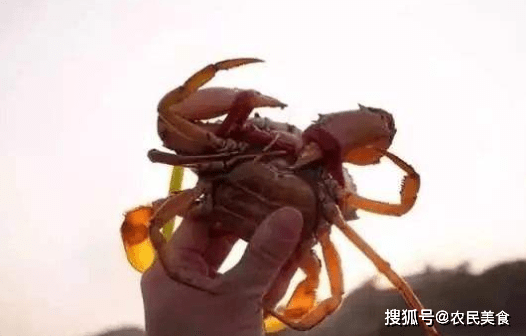 螃蟹中的“爱马仕”，渔民刚上岸就被围堵，2000元一只都抢着买！