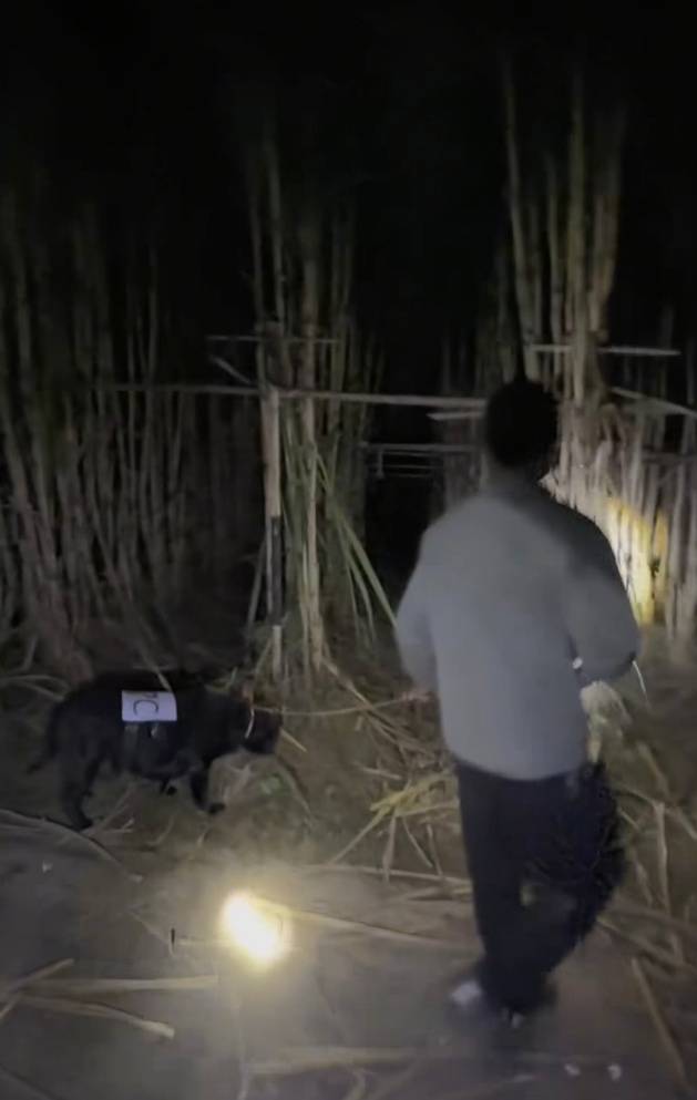 四川一甘蔗地推出“9.9元偷甘蔗”活动,老板:人很多,打算增加npc