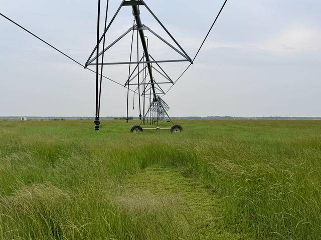 北京送到内蒙古的一株羊草，入选了全球最佳减贫案例